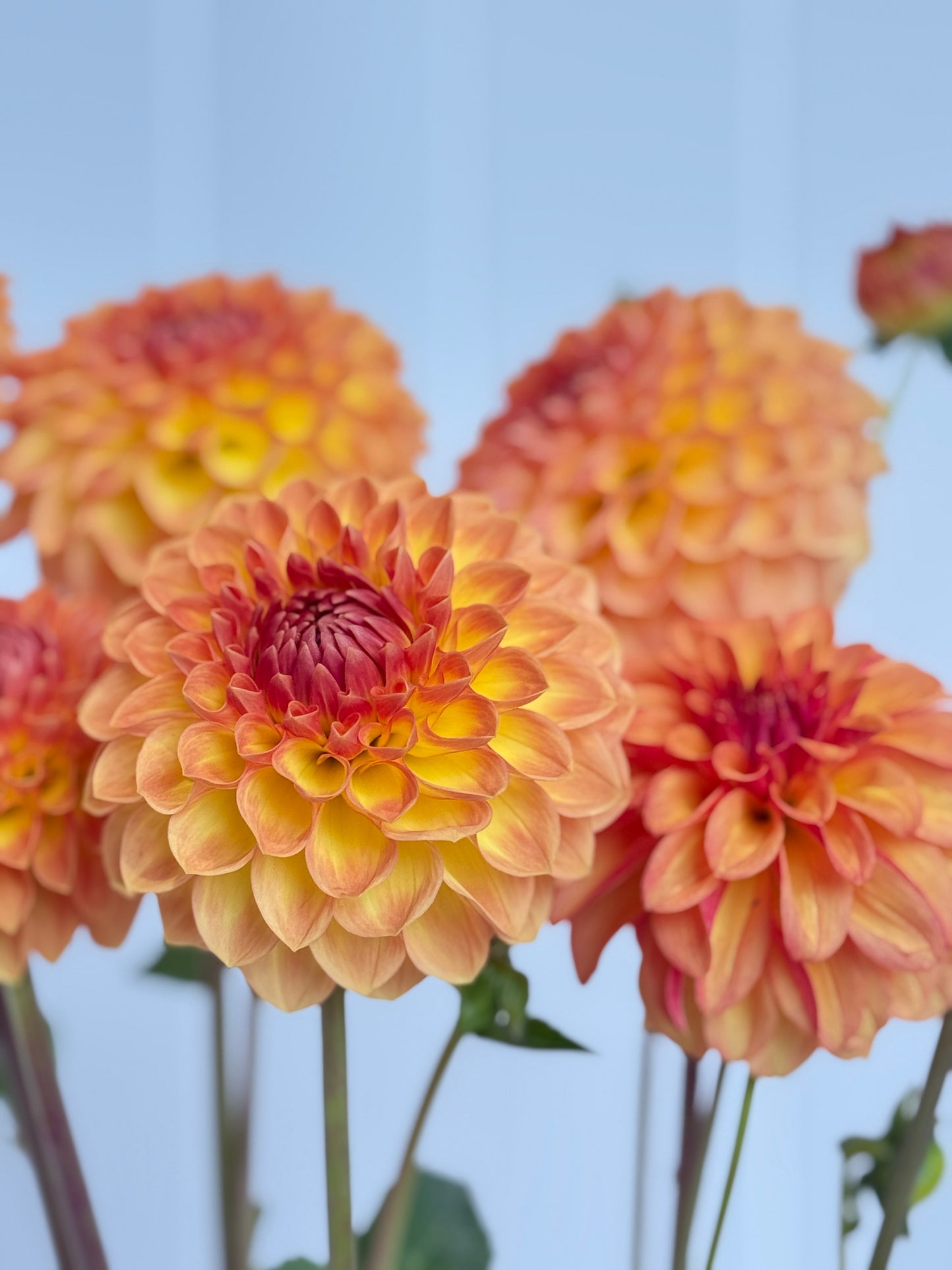 Blyton Softer Gleam