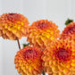 Blyton Softer Gleam