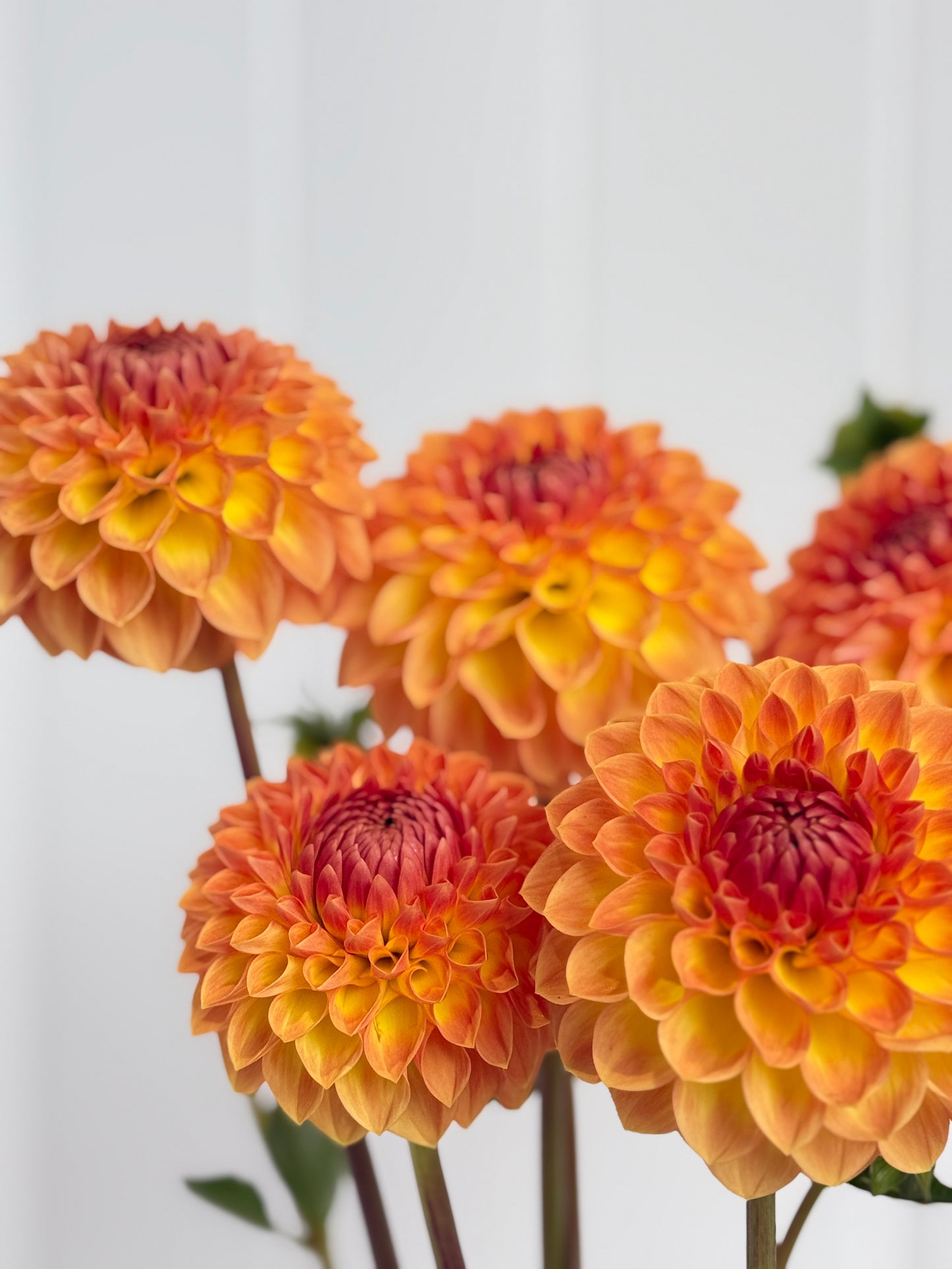 Blyton Softer Gleam