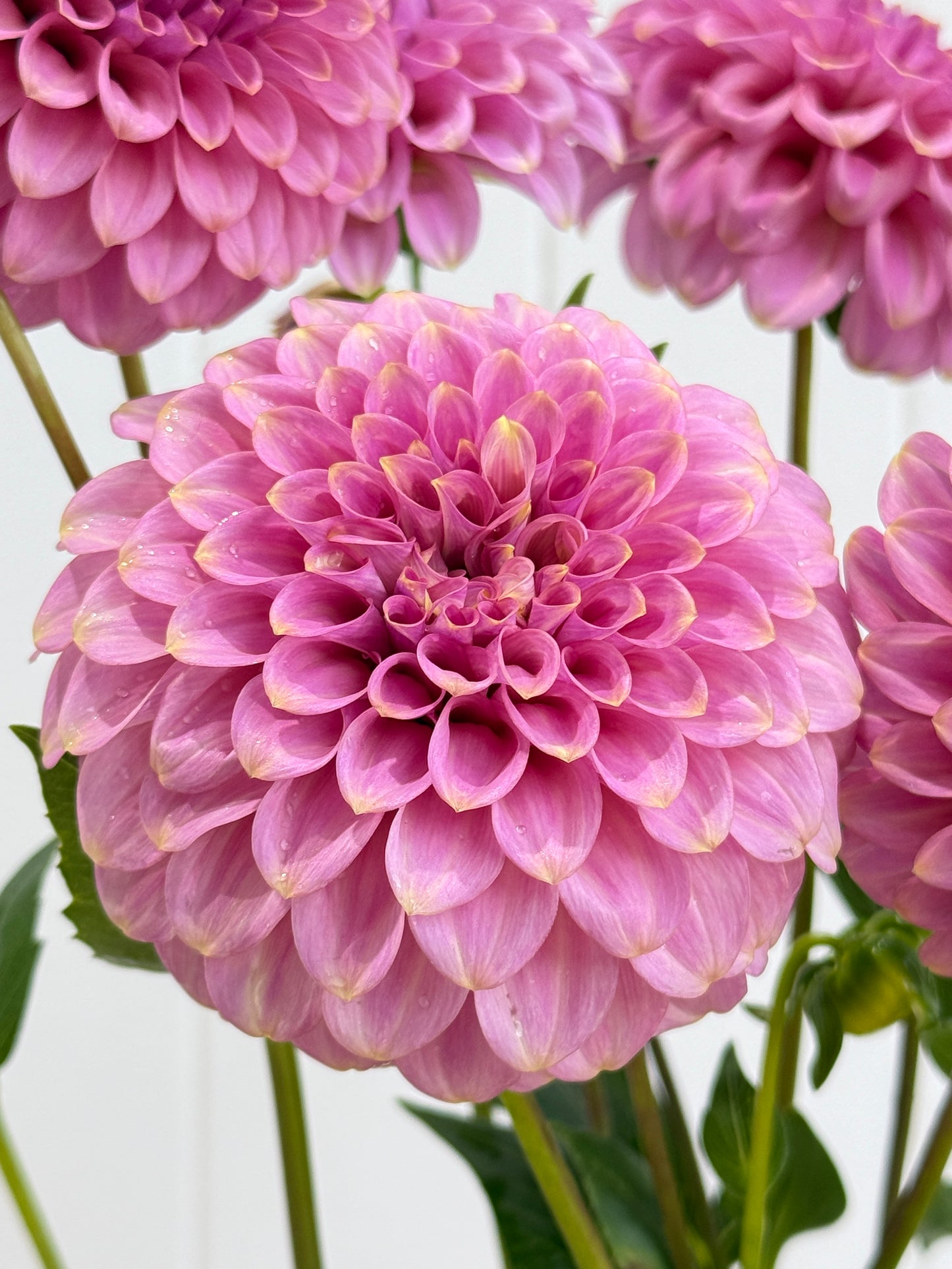 Florelie Oracle