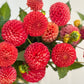 Red Pom