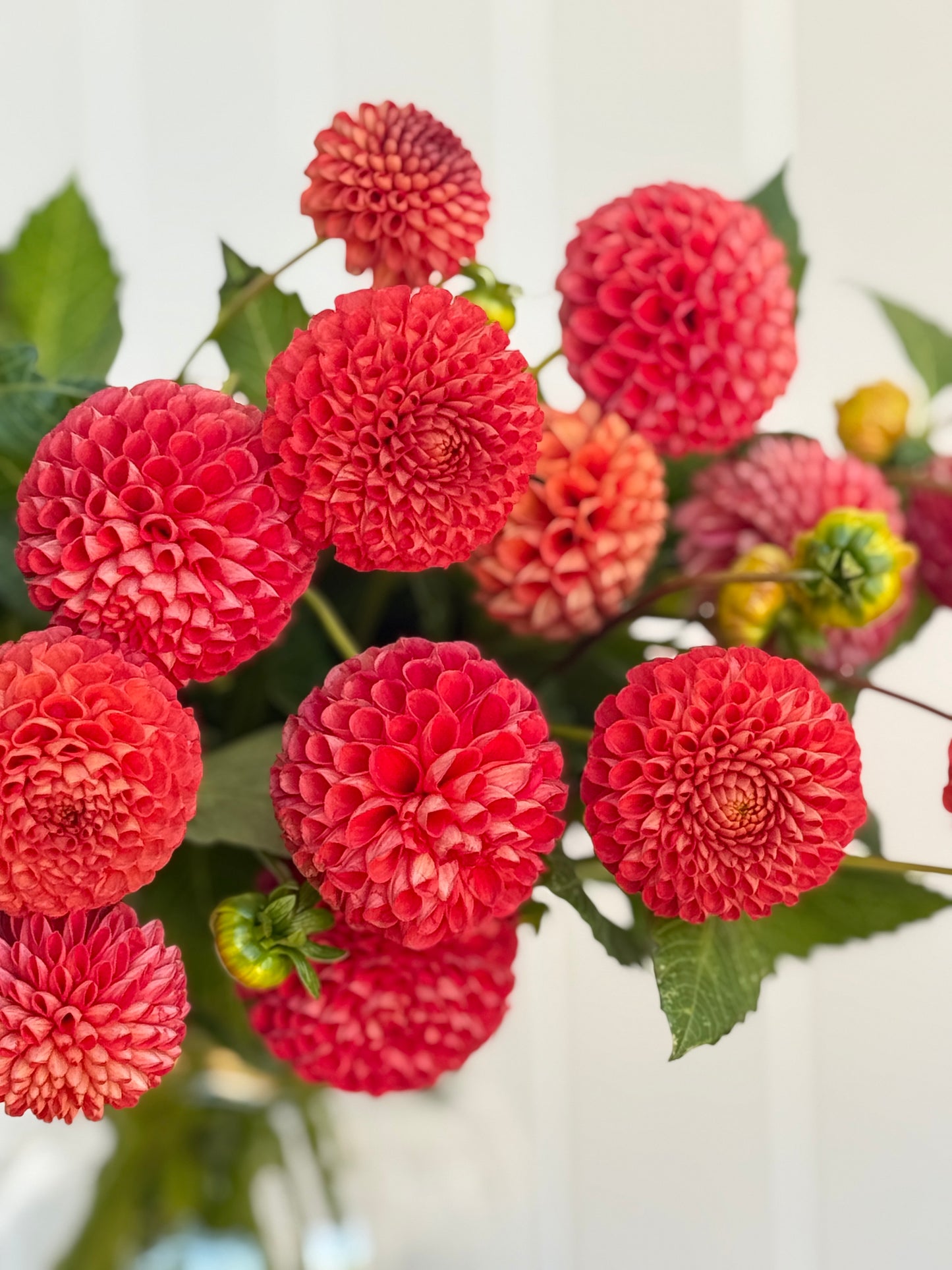 Red Pom