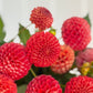 Red Pom