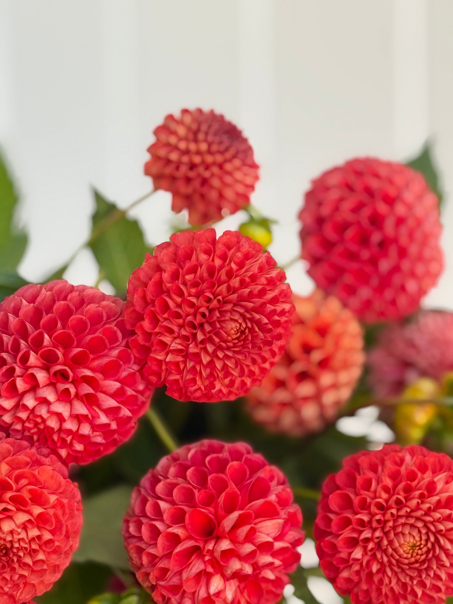 Red Pom