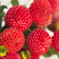 Red Pom