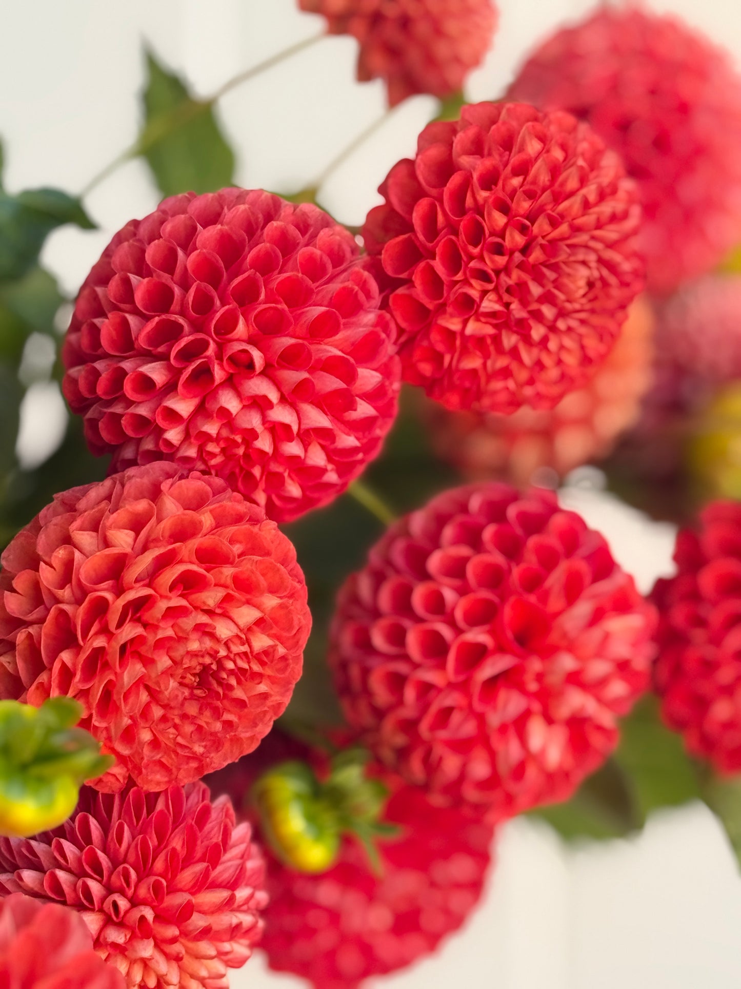Red Pom