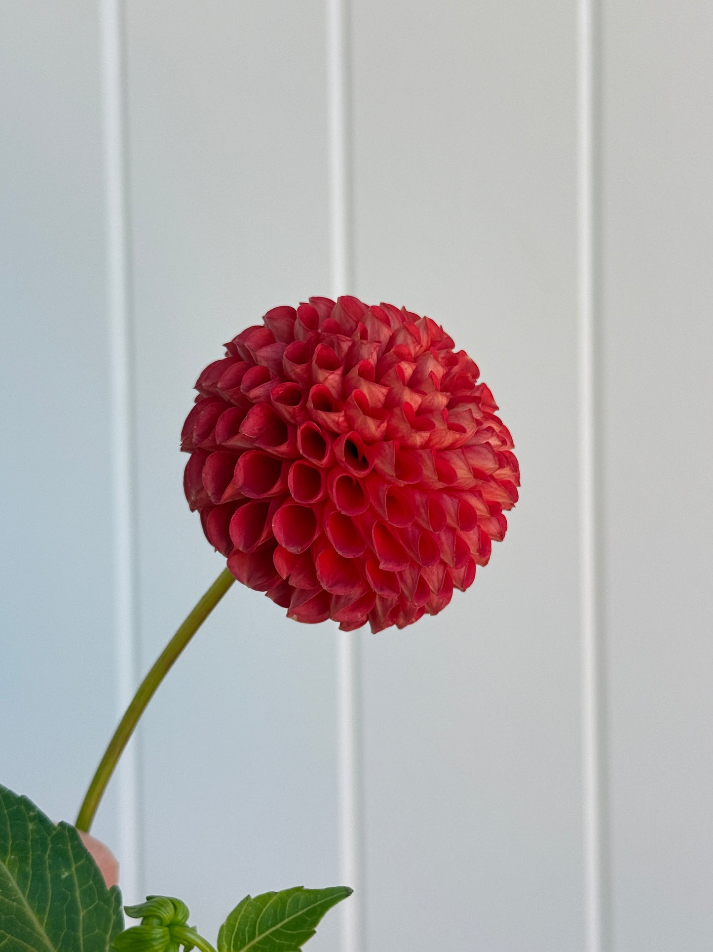 Red Pom
