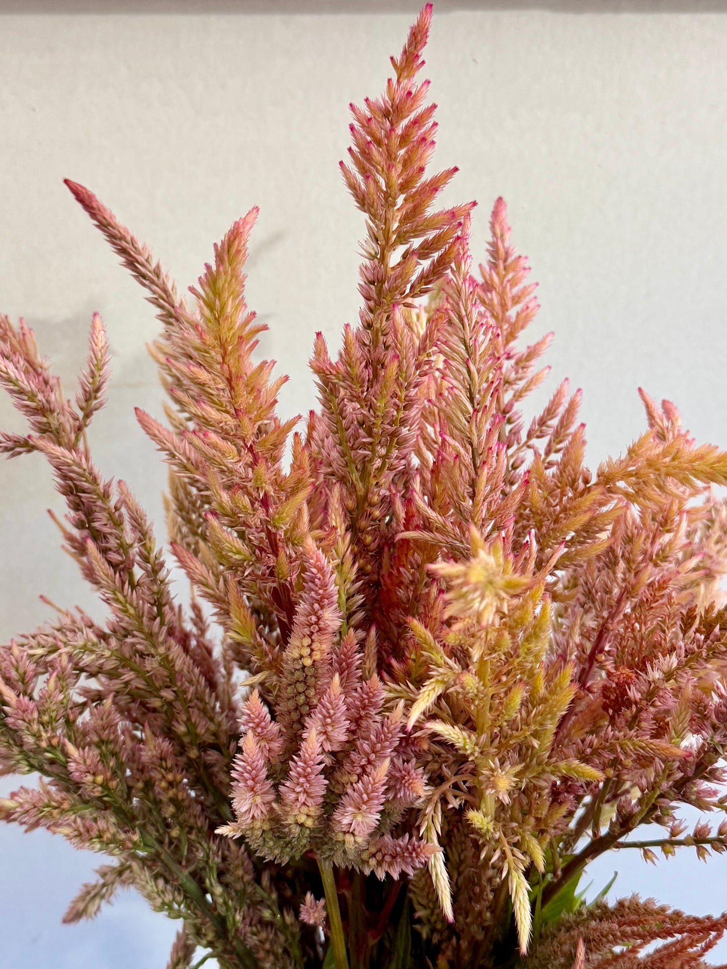 Celosia Vintage Rose mix