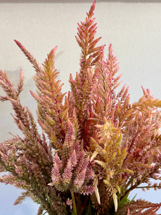 Celosia Vintage Rose mix
