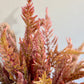 Celosia Vintage Rose mix