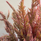 Celosia Vintage Rose mix