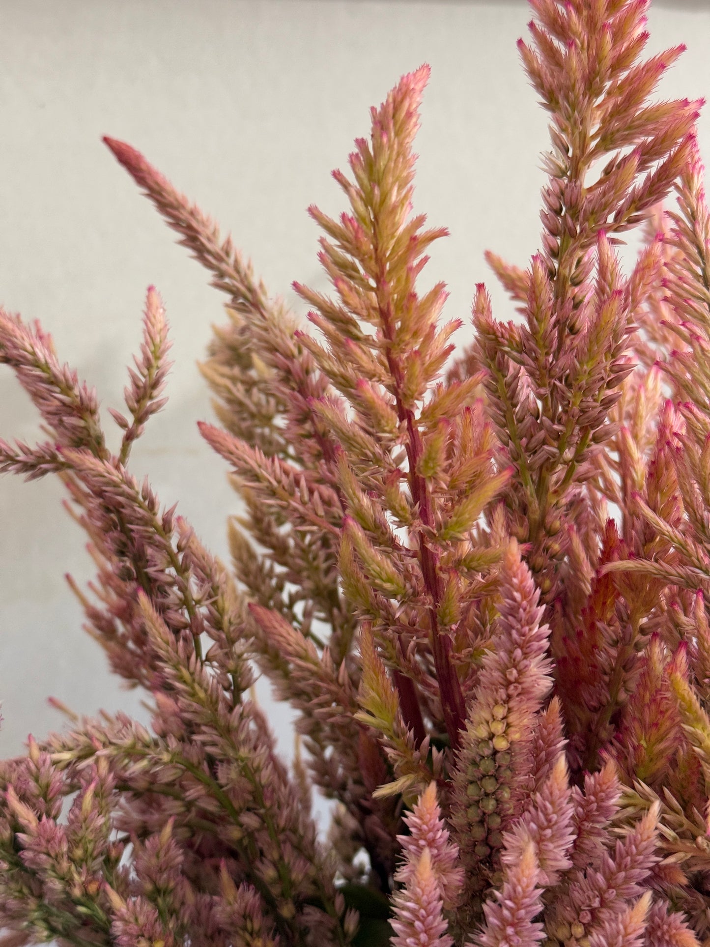 Celosia Vintage Rose mix