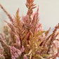 Celosia Vintage Rose mix