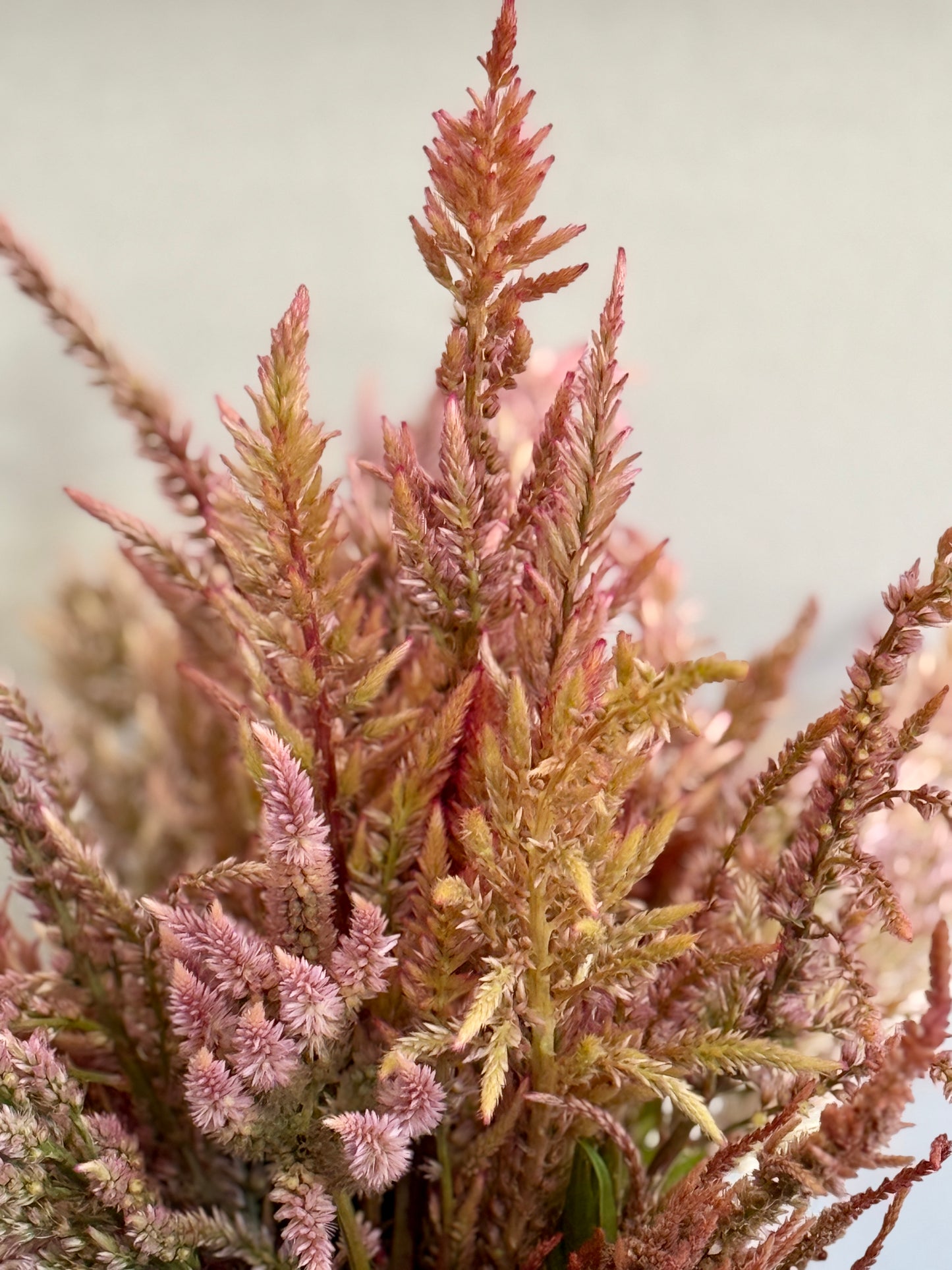 Celosia Vintage Rose mix