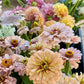 Zinnia Pastel - Pod Flowers Open-Pollinated Seeds