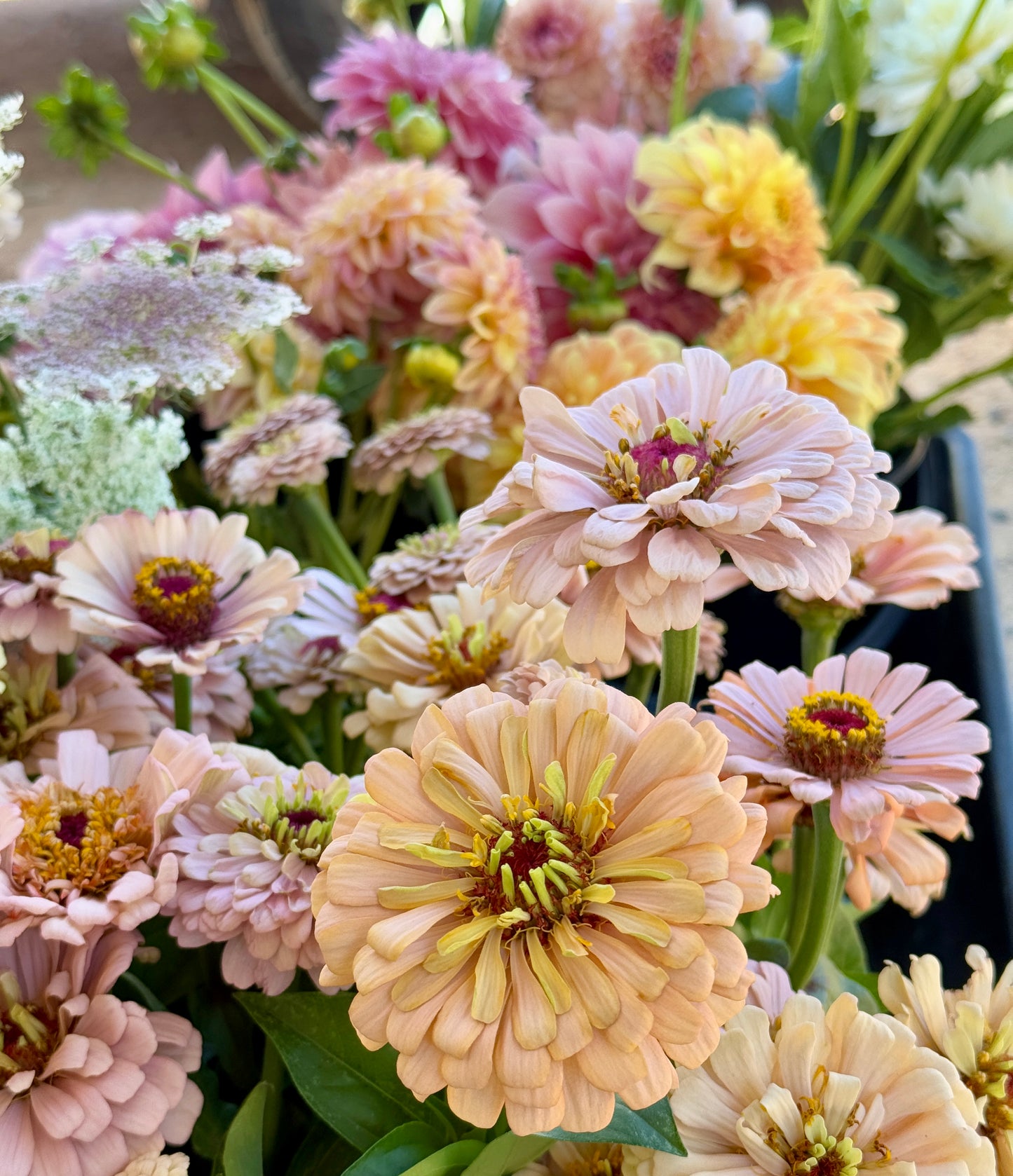 Zinnia Pastel - Pod Flowers Open-Pollinated Seeds