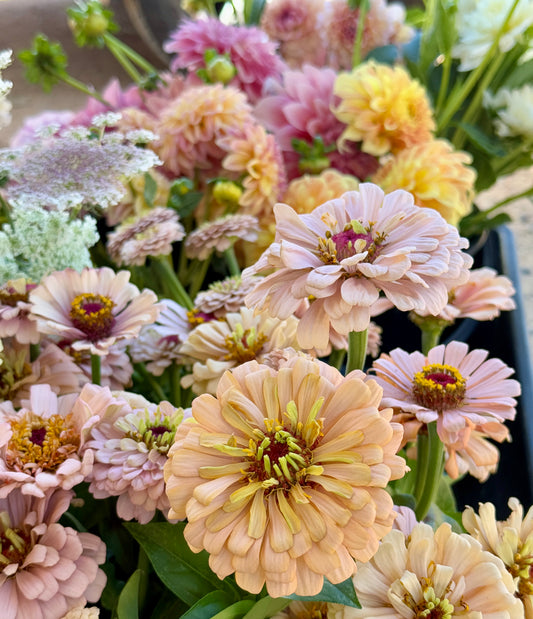 Zinnia Pastel - Pod Flowers Open-Pollinated Seeds