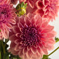 Collection - Romantic Pinks