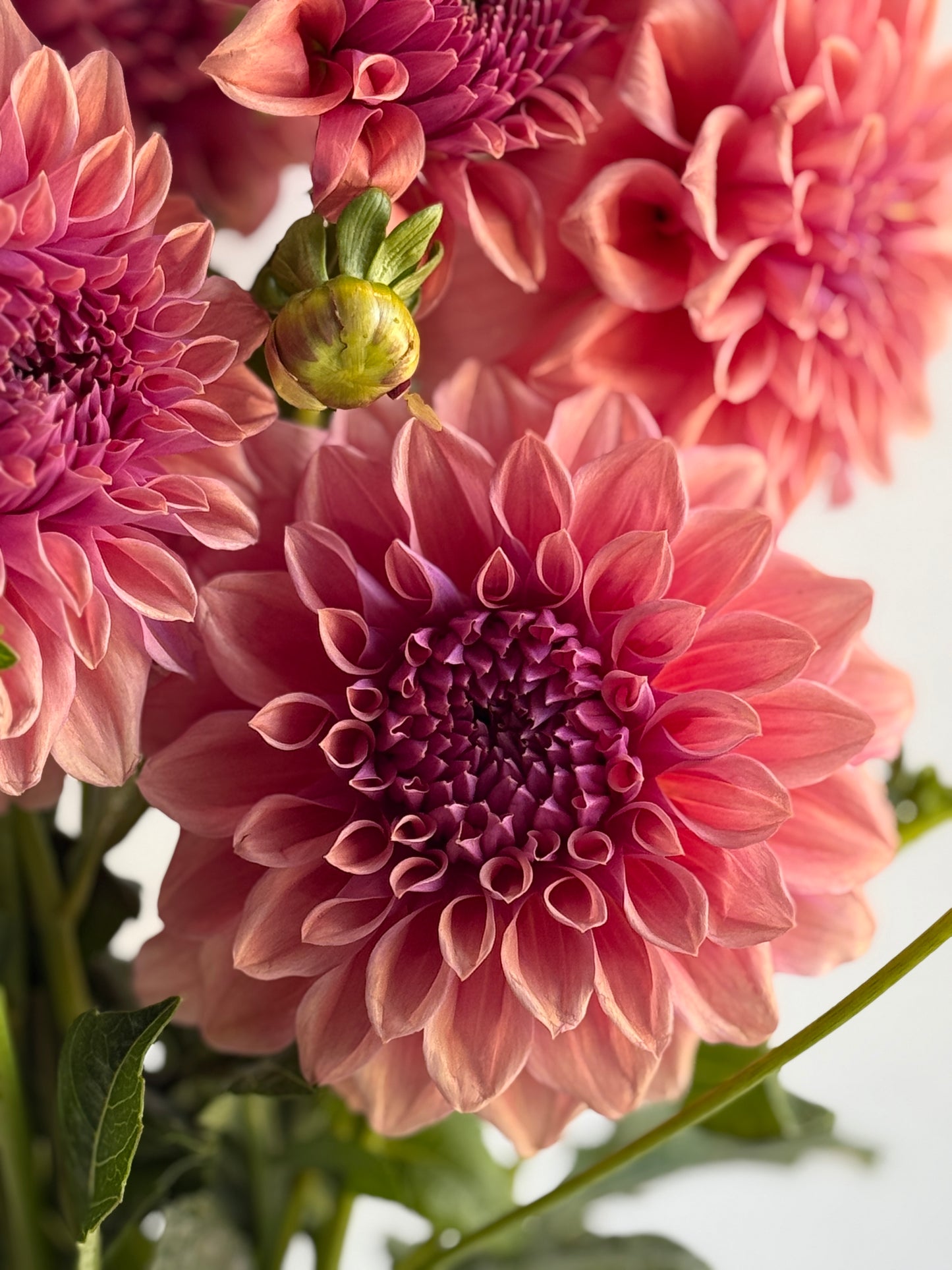 Collection - Romantic Pinks