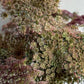 Chocolate Lace Flower (Daucus carota 'Dara')