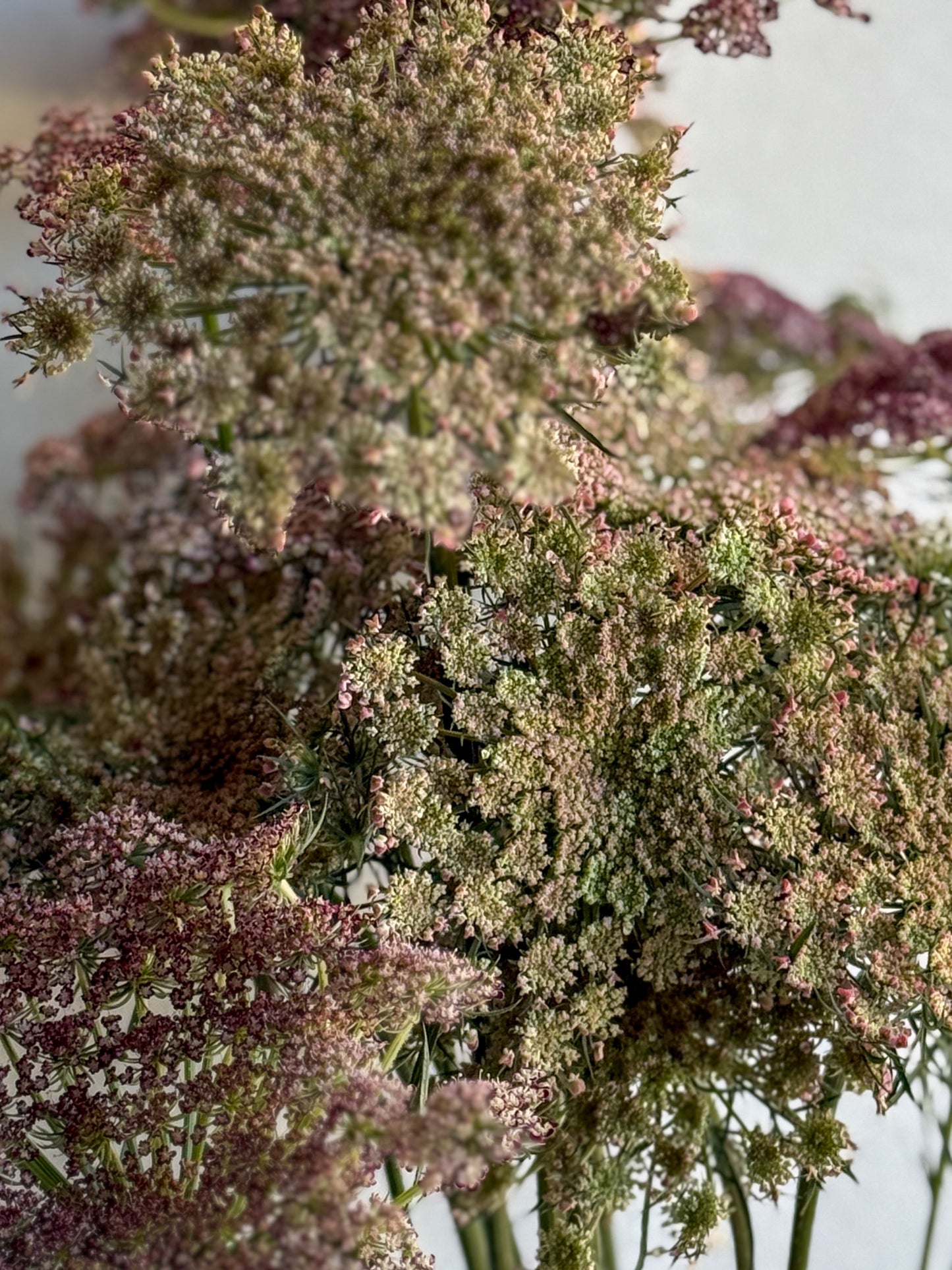 Chocolate Lace Flower (Daucus carota 'Dara')