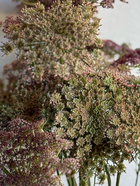 Chocolate Lace Flower (Daucus carota 'Dara')
