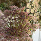 Chocolate Lace Flower (Daucus carota 'Dara')