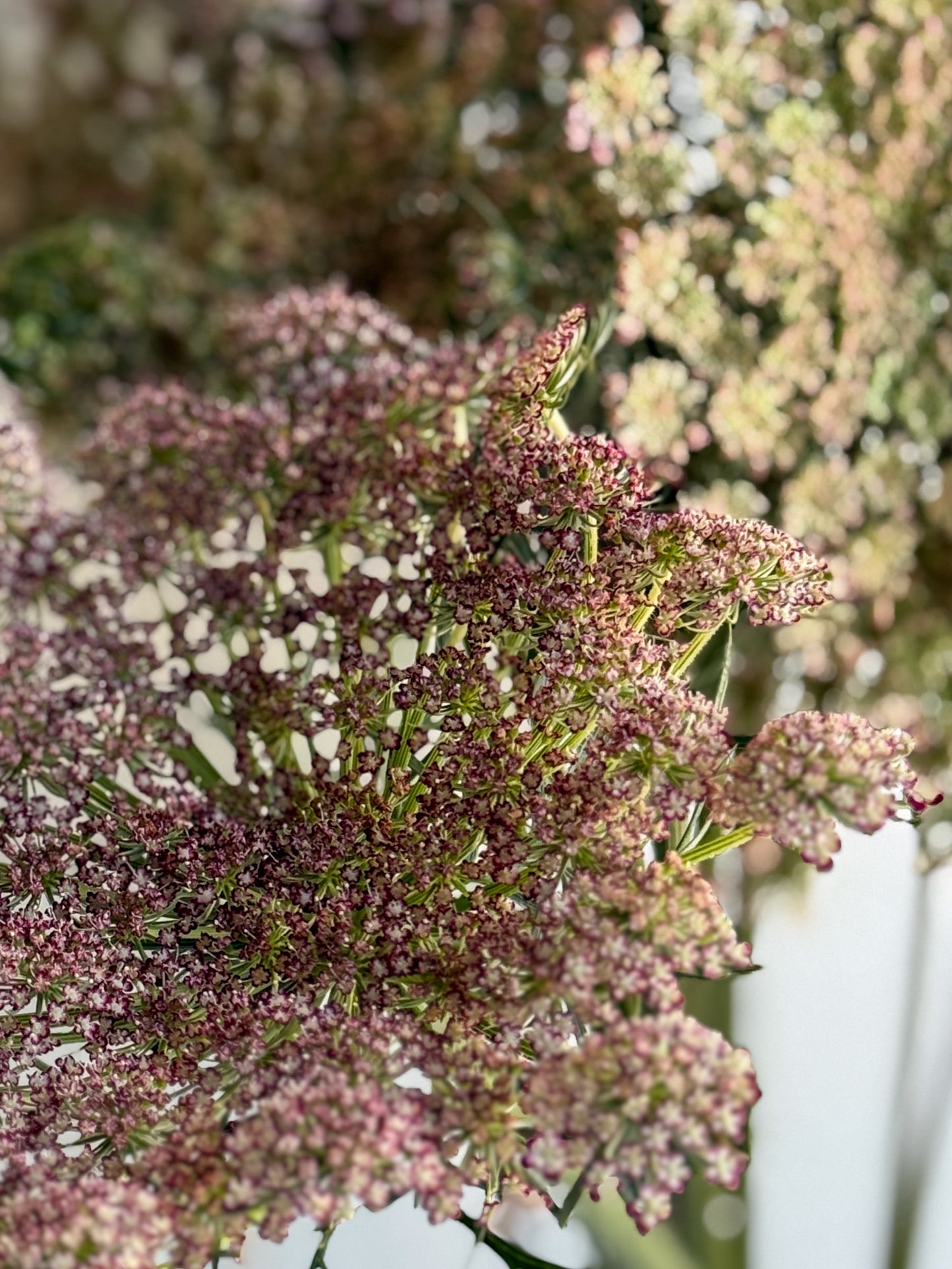 Chocolate Lace Flower (Daucus carota 'Dara')