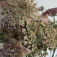 Chocolate Lace Flower (Daucus carota 'Dara')