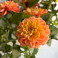 Golden Decorative - Unlabelled