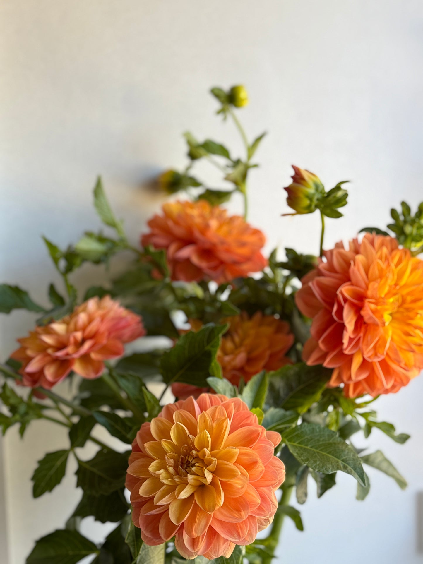 Golden Decorative - Unlabelled