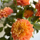 Golden Decorative - Unlabelled