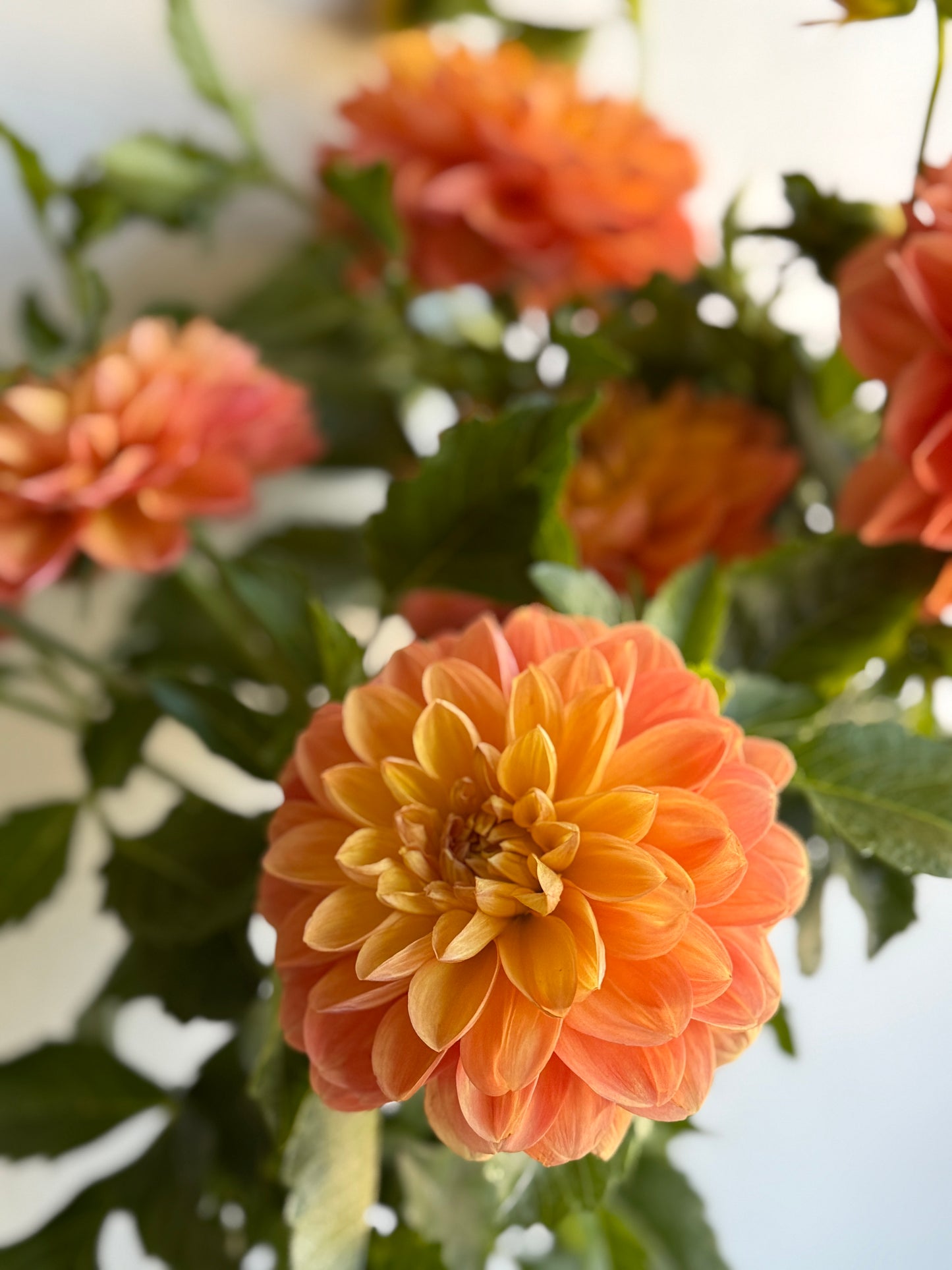 Golden Decorative - Unlabelled