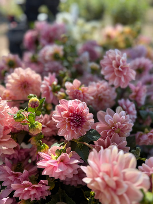 Dahlia Bunches
