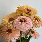 Zinnia Pastel - Pod Flowers Open-Pollinated Seeds