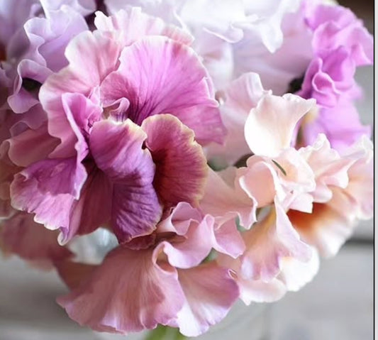 Pansy Sweet Pea Mix