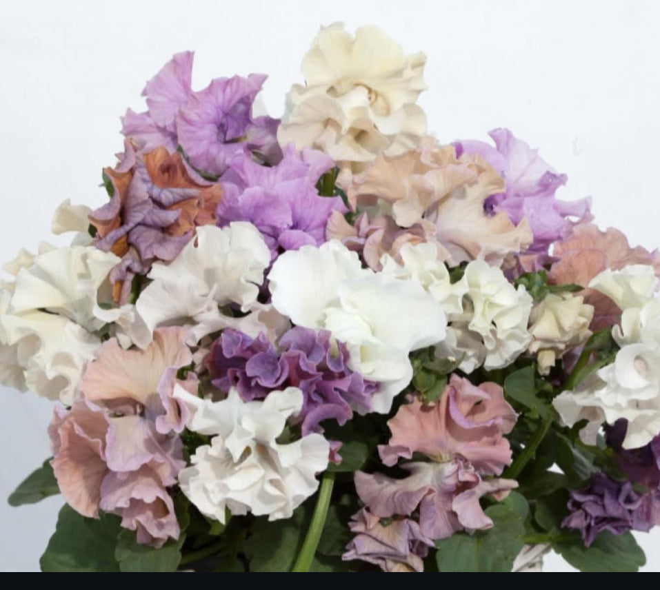 Pansy Sweet Pea Mix