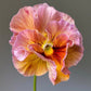 Pansy Flamenco Terracotta