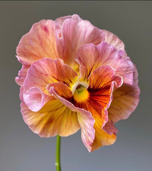 Pansy Flamenco Terracotta