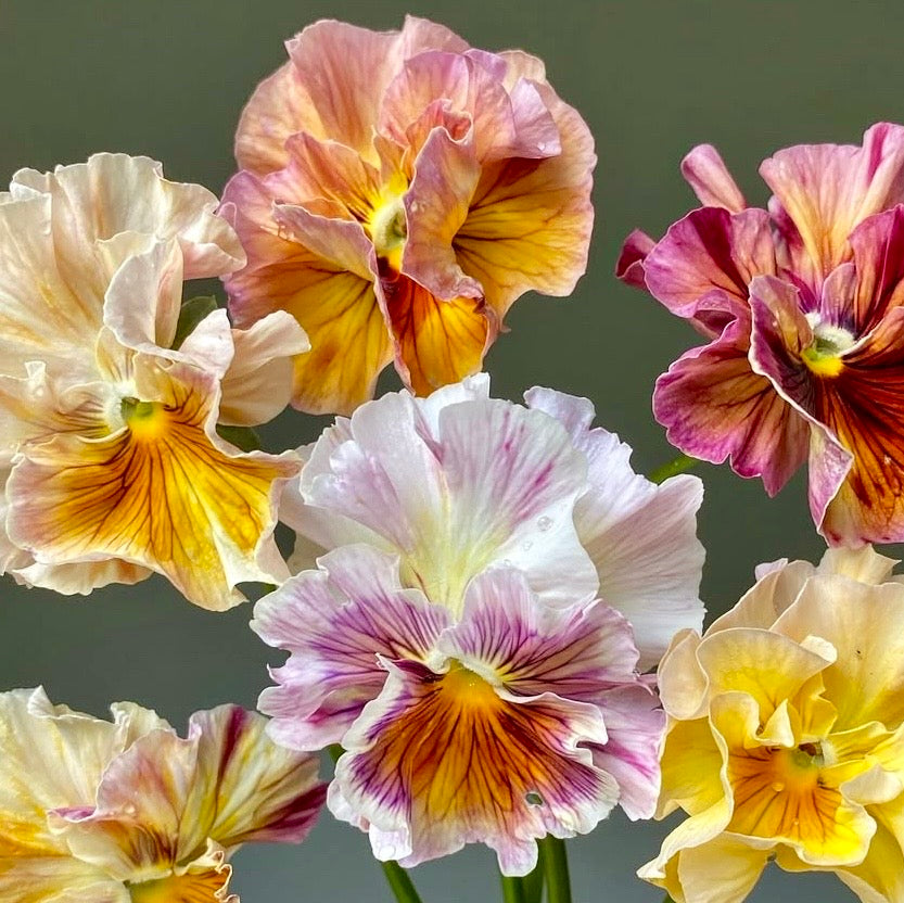 Pansy Flamenco Terracotta