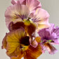 Pansy Flamenco Terracotta