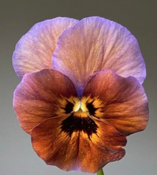 Viola Caramella Bronze Lilac