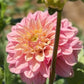 Dahlia, FL Kindness