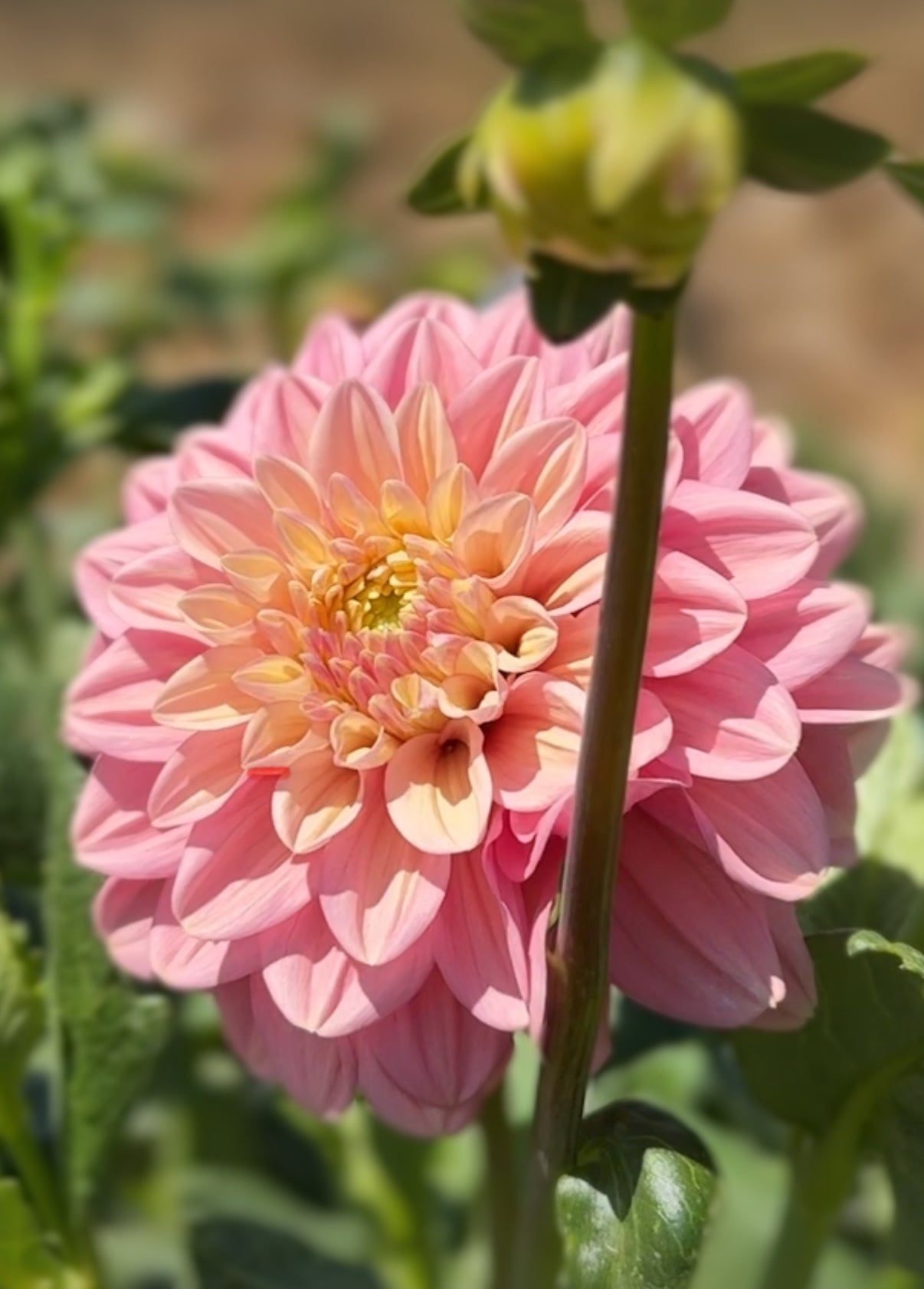 Dahlia, FL Kindness