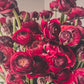 Ranunculus Mixed Collection