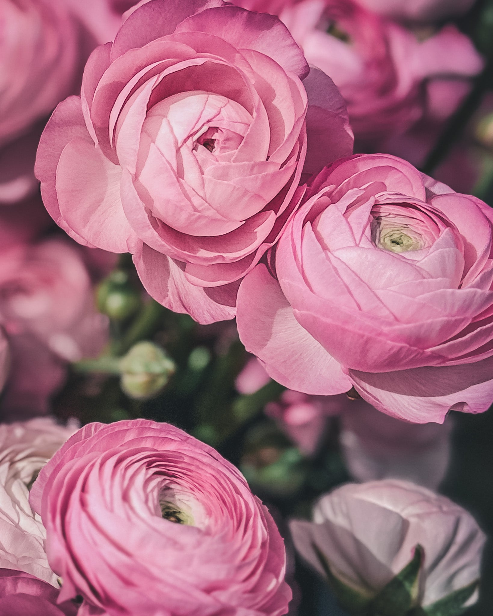 Elegance Rosa Chiaro – Pod Flowers