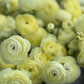 Elegance Crema