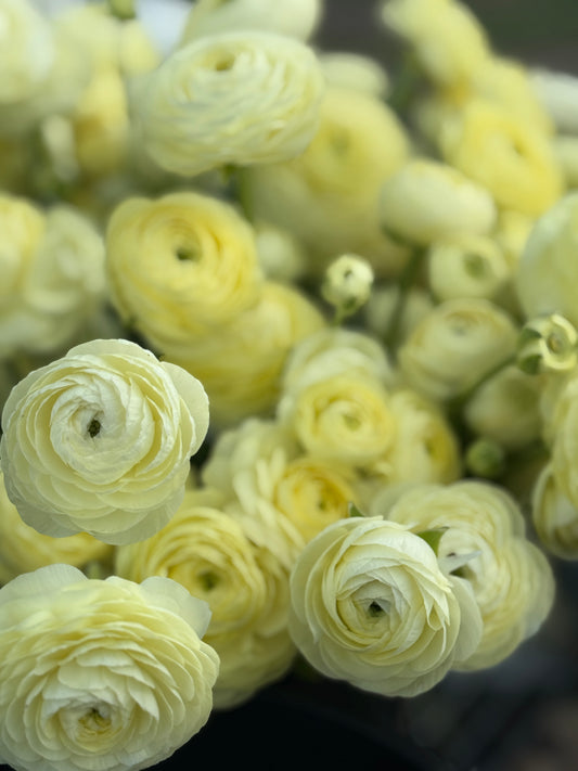 Elegance Crema
