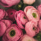 Ranunculus Mixed Collection