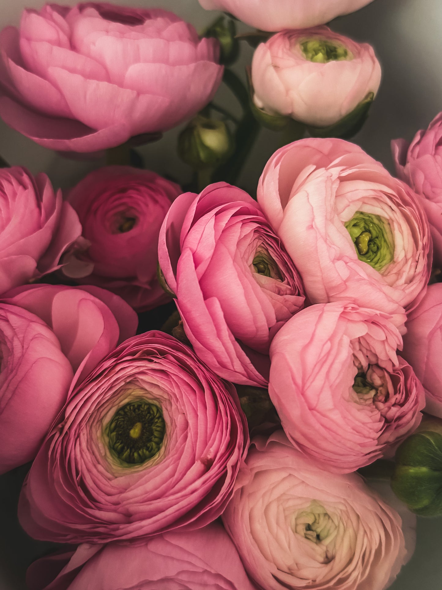 Ranunculus Mixed Collection